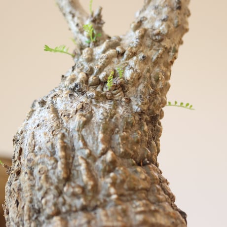 Operculicarya  pachypus × N/OH   no.112-49