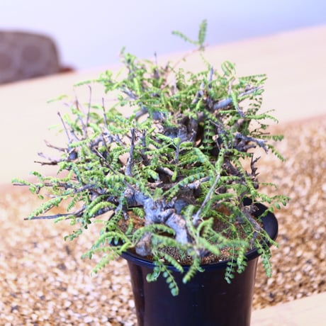 ボスウェリア  ネグレクタ/ Boswellia neglecta    no.43001