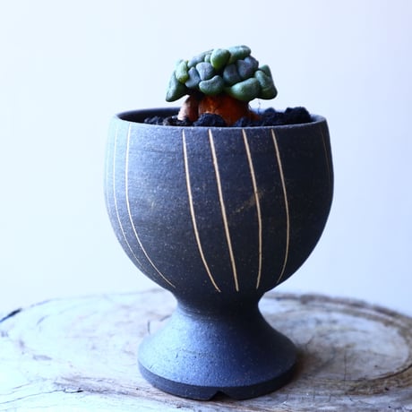アロイノプシス  スクーネーシー   Aloinopsis schooneesii   no.11911