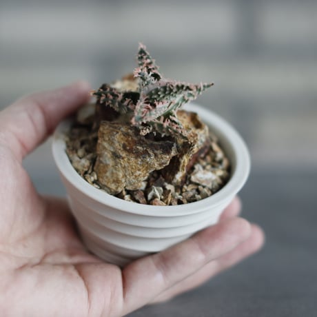 Aloe THE CORE HYBRID #C1 × takero pot (3号)  no.419/84