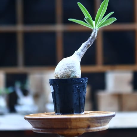 パキポディウム  グラキリス ／Pachypodium  gracilius     no.101746