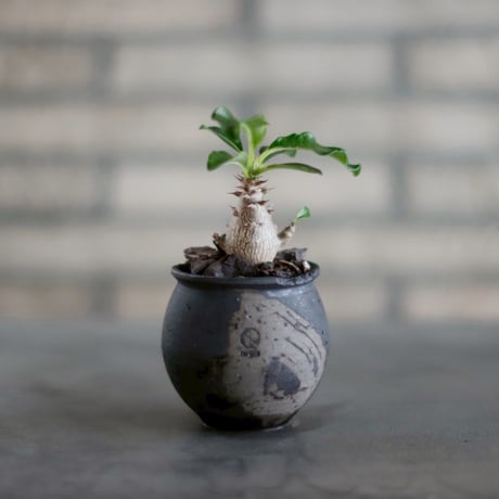 【新品未使用】作家鉢 手作り 植物 観葉 塊根 芽の巣山 カタチ製作所 素里 新品未使用】作家鉢 手作り 植物 観葉 塊根 芽の巣山 カタチ