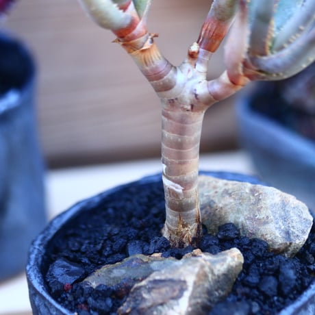 アロエ   ラモシシマ    Aloe ramosissima      no.32128