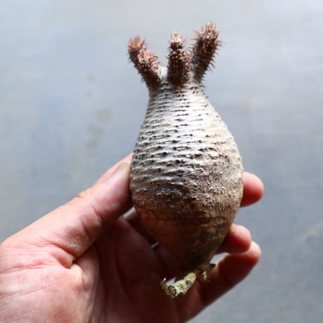 パキポディウム グラキリス 抜苗  Pachypodium rosulatum var. gracilius no.92923
