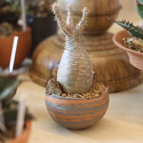 Pachypodium gracilius × N/OH  no.119-6