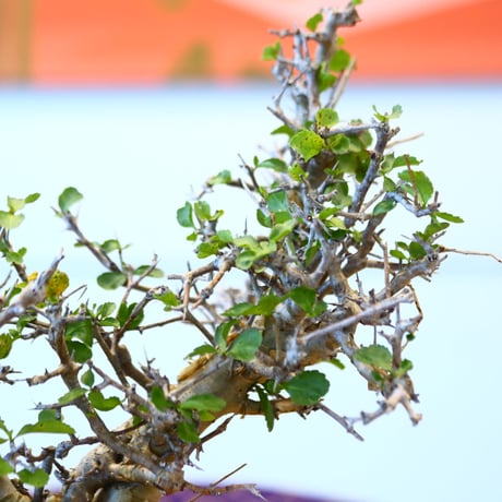 Commiphora wightii × soso   no.100855
