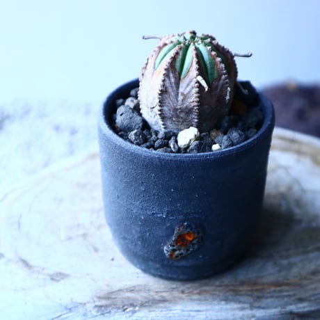 ユーフォルビア  バリダ  hyb.  Euphorbia valida hyb.　no.21654