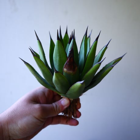 アガベ　ロイヤルスピン   Agave Royal Spine   no.42808