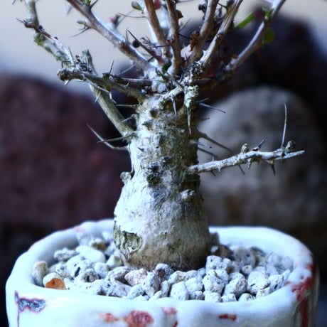 フォークイエリア  コルムナリス  観峰玉 Fouquieria columnari   no.32202