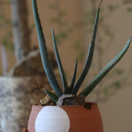 Aloe cryptopoda × N/OH　 no.82541