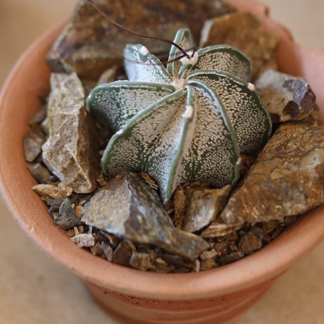 Astrophytum capricorne var. niveum (白瑞鳳) × N/OH  no.117-3