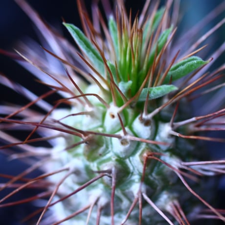 パキポディウム   ナマクアナム  光堂  Pachypodium namaquanum  no.61419