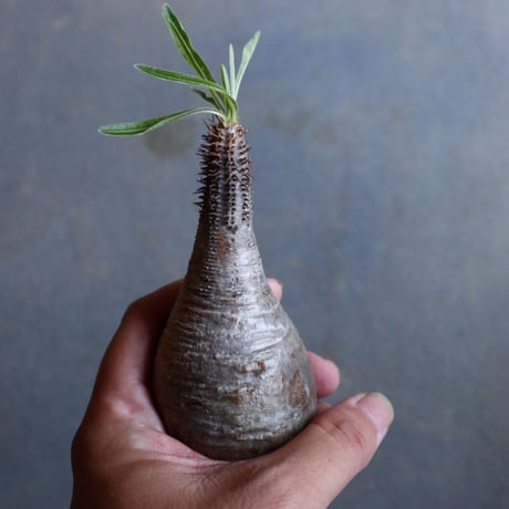 パキポディウム グラキリス   Pachypodium rosulatum var. gracilius no.110328
