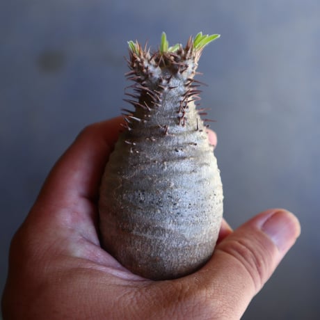 パキポディウム グラキリス 抜苗  Pachypodium rosulatum var. gracilius no.100622