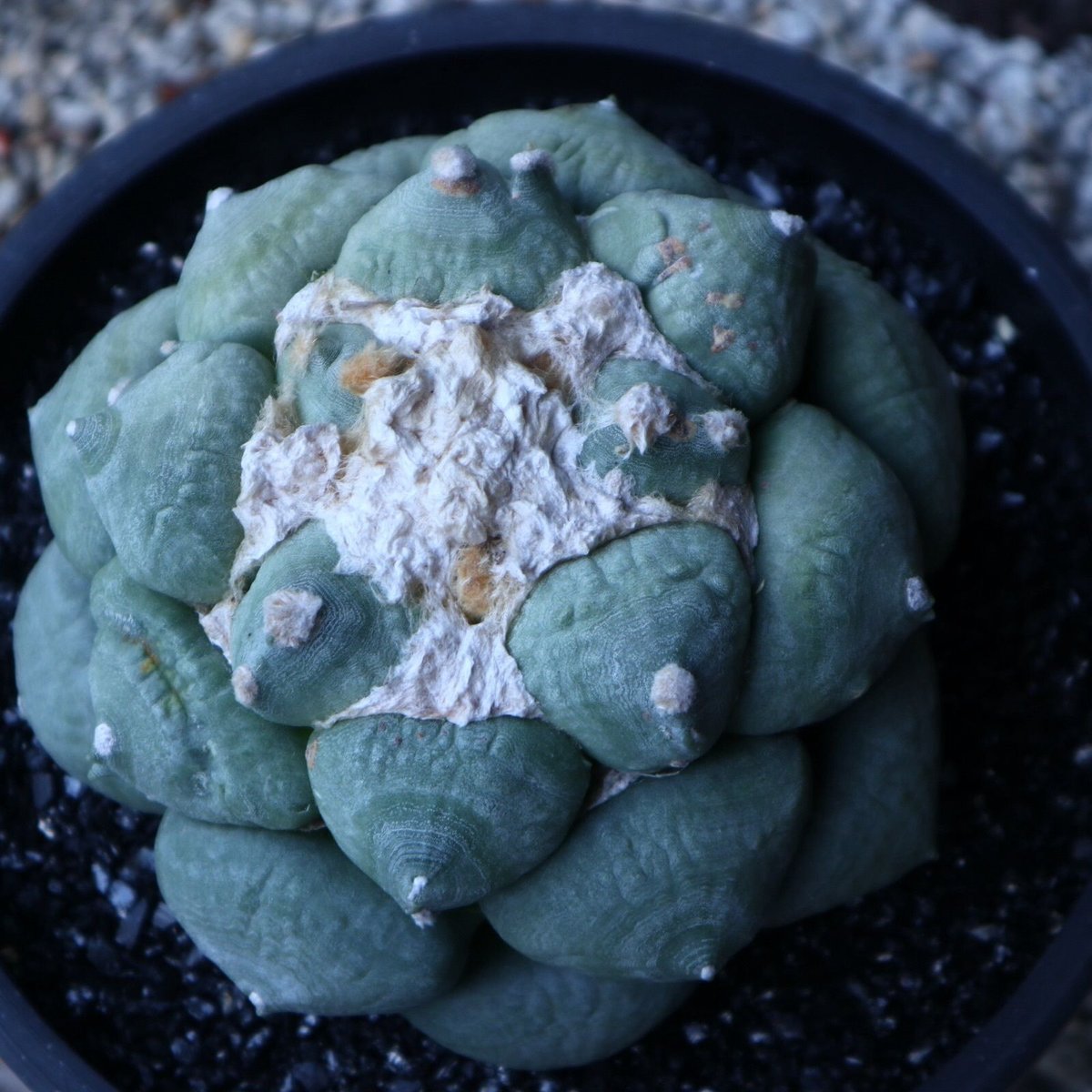 青磁牡丹文水注 文化遺産オンライン
