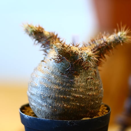 'ハルコイ´セット (N/OH × Pachypodium gracilius)  no.30324