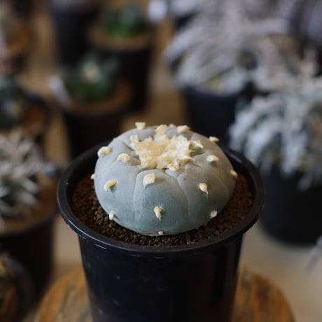 Lophophora 銀冠玉(3.5号)  no.1226/10