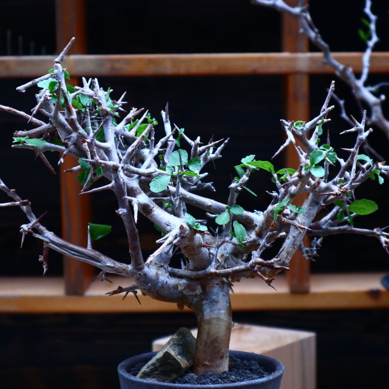 コミフォラ ワイティ／Commiphora wightii no.53044 | 芽の巣山