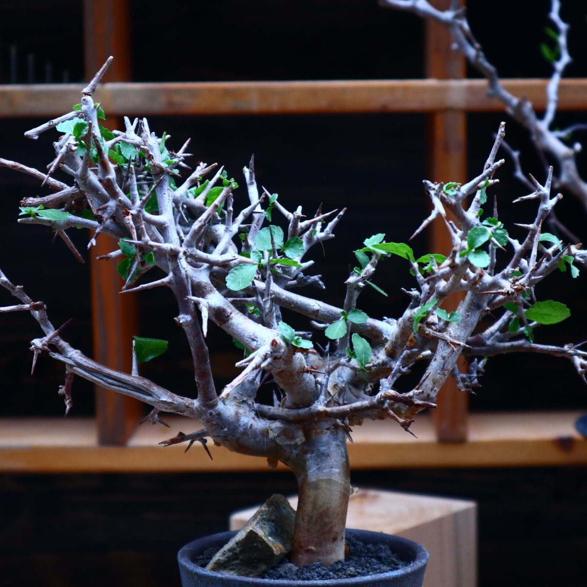 コミフォラ ワイティ/Commiphora wightii no.53044 | 芽の巣山 コミフォラ ワイティ/Commiphora wightii no.53044 | 芽の巣山