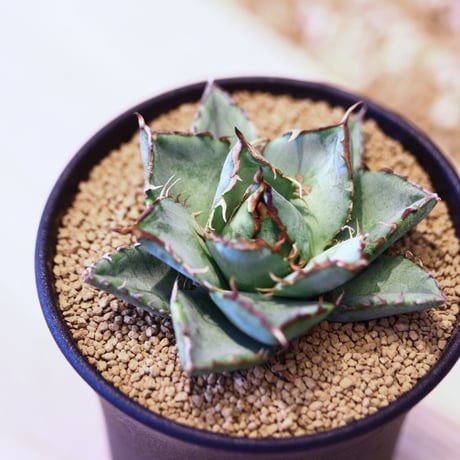 アガベ チタノタ フィリグリー / Agave titanota "Filigree crested    no.42317