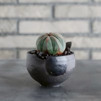 ラリレアキア カクティフォルメ 仏頭玉 Larryleachia cactiformis