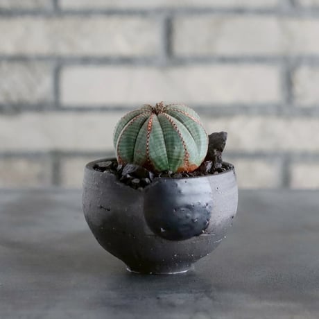 obesa | STORES