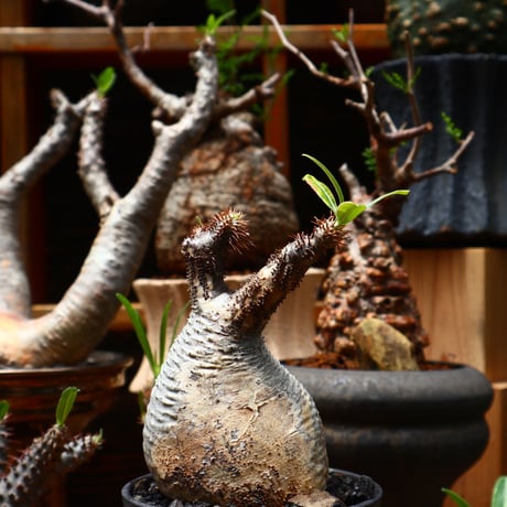 パキポディウム  グラキリス／Pachypodium  gracilius    no.71018