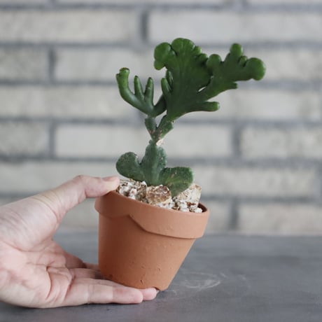 Euphorbia leucodendron f. crist (レウコデンドロン 綴化 黄班) / T.W. × YAMABACHI (3号) no.329/32