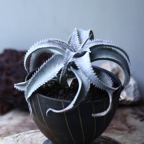 ディッキア    マルニエ    ラポストレイ var. エステベシー    dyckia   marnier-lapostollei var. estevesii no.003