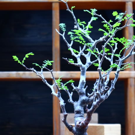 コミフォラ モンストローサ   Commiphora monstrosa   no.81541