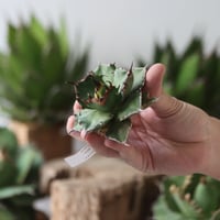 アガベ コンフェデレート ローズ Agave hybrid “Confederate Ro