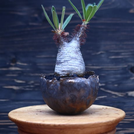 パキポディウム  グラキリス   Pachypodium  gracilius       no.30705
