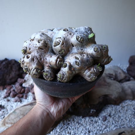 パキポディウム  ブレビカウレ  恵比寿笑い   Pachypodium brevicle   no.51938