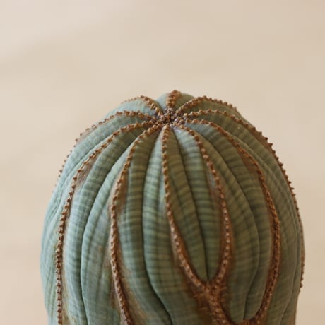 Euphorbia obesa × JUN CHIHARA -JOINT POT (4号鉢)  no.412-27