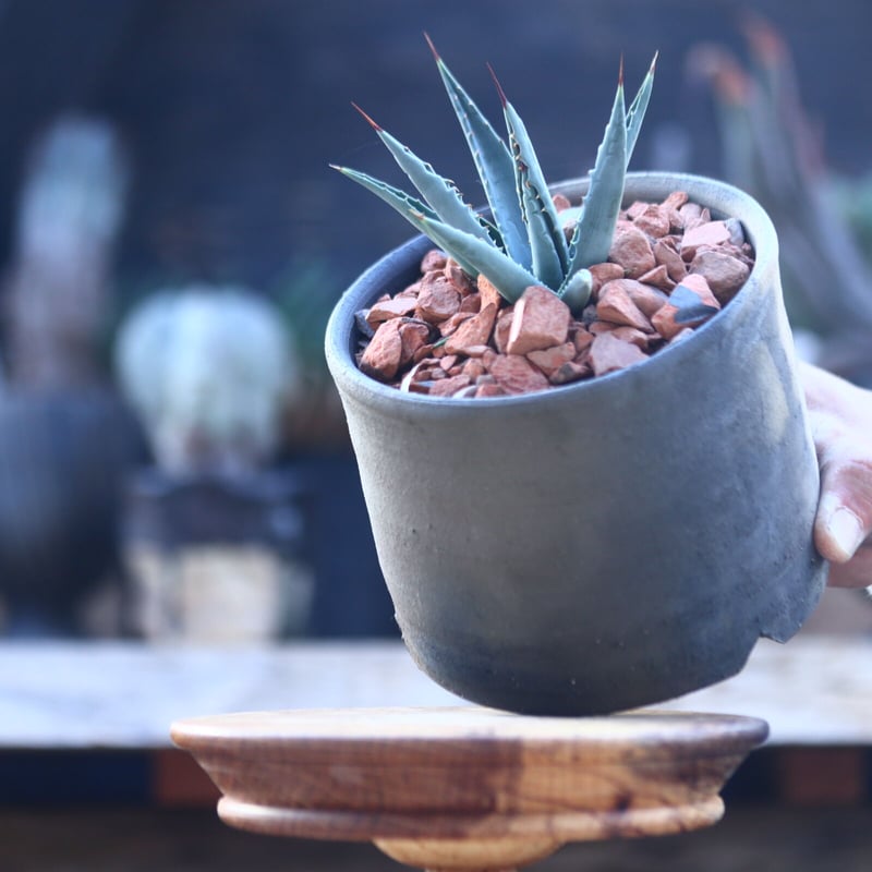 アガベ ユタエンシス ネバデンシス Agave uthaensis var. nevadens