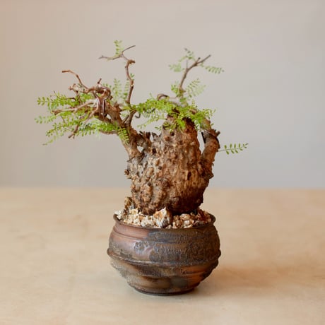 Operculicarya  pachypus × takero pot (4号)  no.125/8