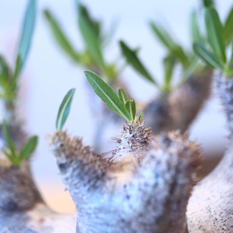 Pachypodium densiforum × Yuta Uchida   no.90330