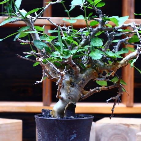 コミフォラ  ワイティ／Commiphora wightii   no.80845
