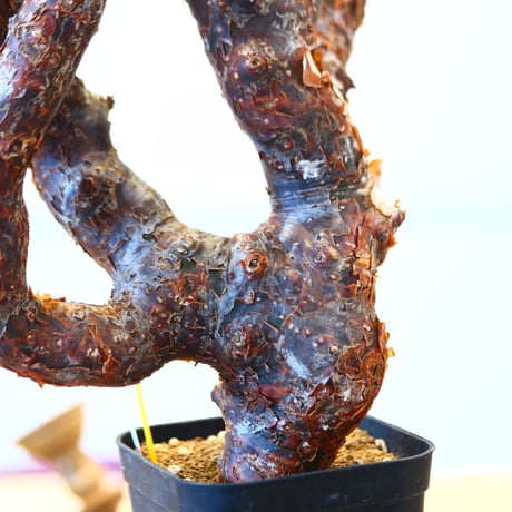 コミフォラ モンストローサ / Commiphora monstrosa   no.62501