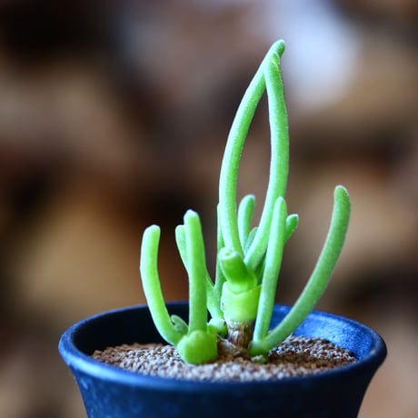 モニラリア   モリニフォルミス  碧光玉    Monilaria moniliformis SB657 Vredendal    no.111524①