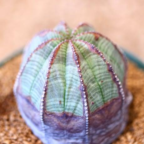 ユーフォルビア  オベサ / Euphorbia obesa    no.51456