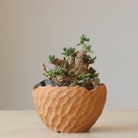 Ceraria pygmaea × N/OH (4号鉢)  no.426-35