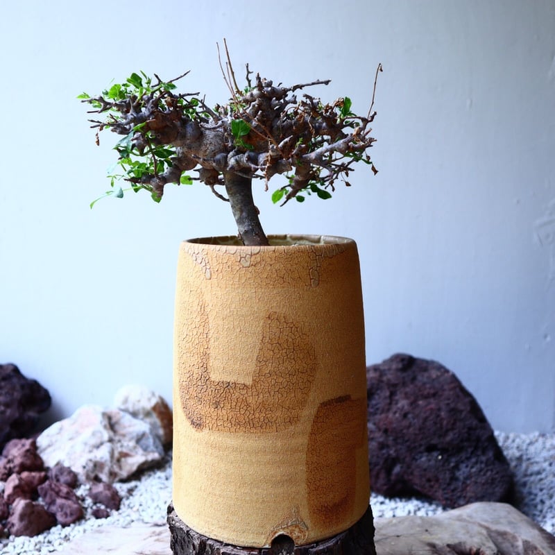 大株 灌木系 塊根植物 コミフォラ エイルCommiphora sp.Eyl コミフォラ エイル Commiphora sp. Eyl no.81628 |