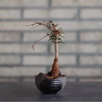 たけろうポット 角鉢 ムシクイ テツサビ たけろうポット/ 角鉢 / ムシクイ / テツサビ / S no.1006-11