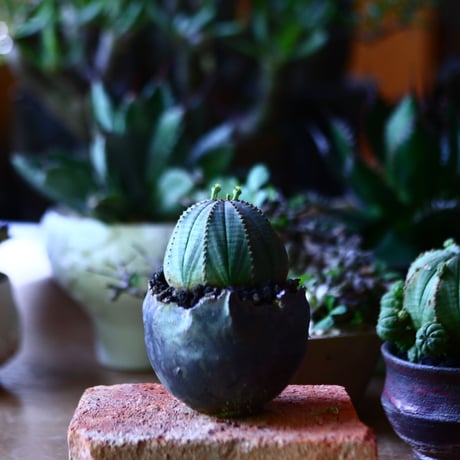 ユーフォルビア  オベサ    Euphorbia obesa　no.81625-1