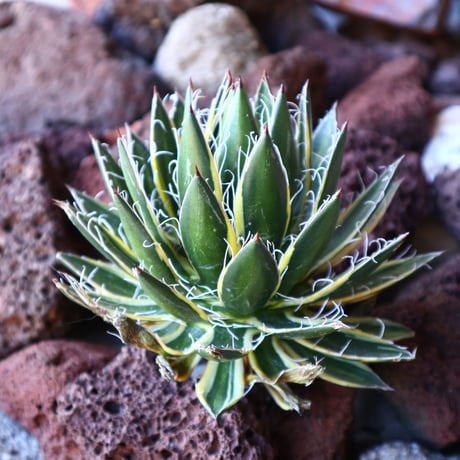 アガベ    シジゲラ　Agave filifera ssp. Schidigera    no.30843