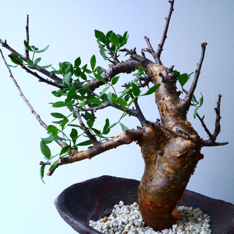 コミフォラ フォリアセア Commiphora foliacea No.050 | 芽の巣山