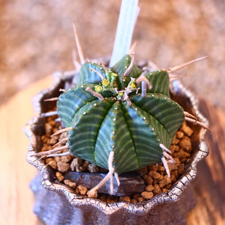 Euphorbia valida × soso    no.100810