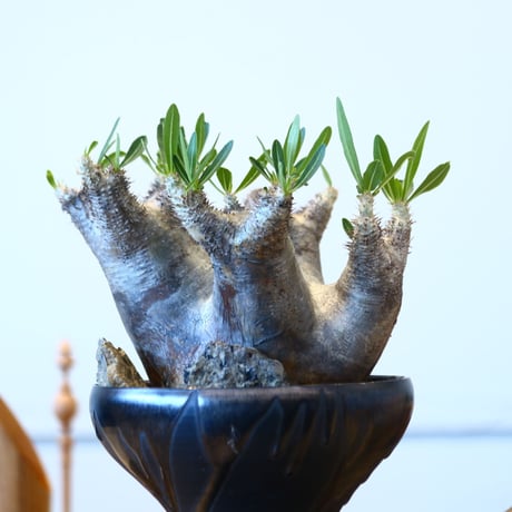 Pachypodium densiforum × Yuta Uchida   no.90330