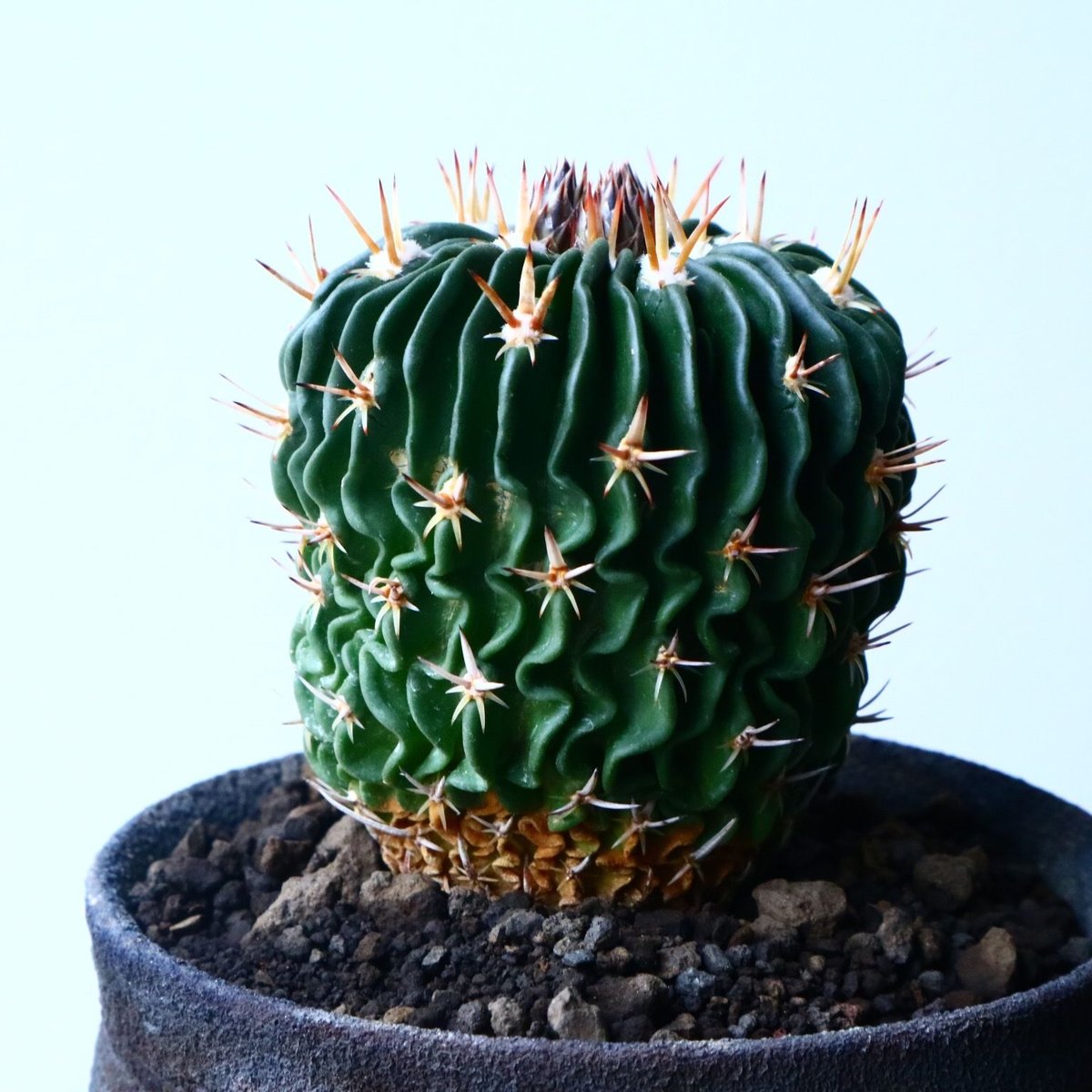 エキノフォスロカクタス 短刺縮玉 Echinofossulocactus zacateca